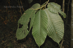 Dipterocarpus bourdillonii